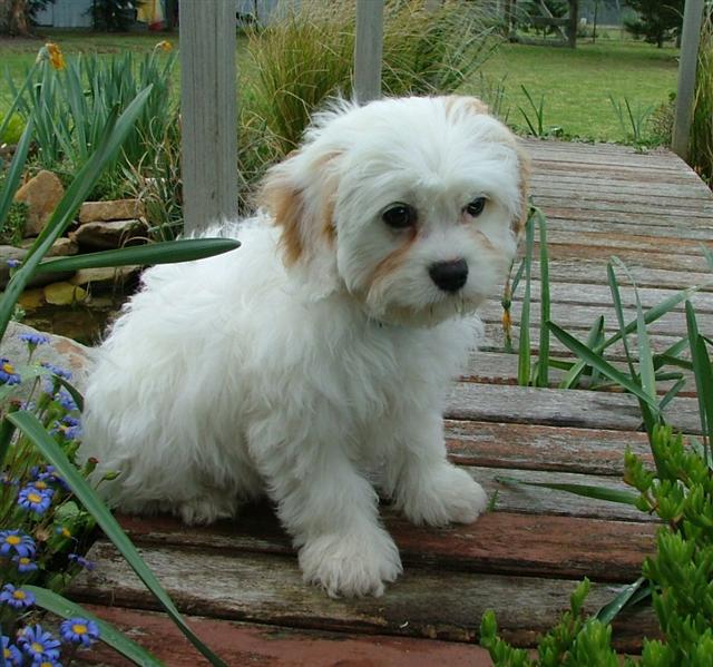 Cute Puppies And Dogs For Sale Victoria l2sanpiero
